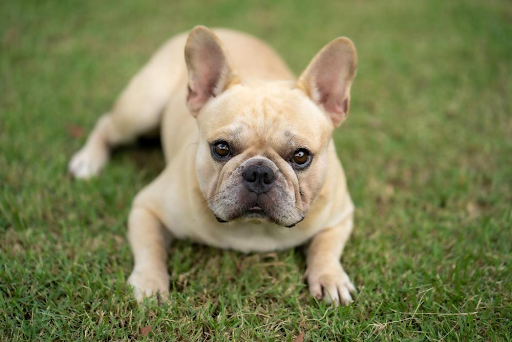 french-bulldog